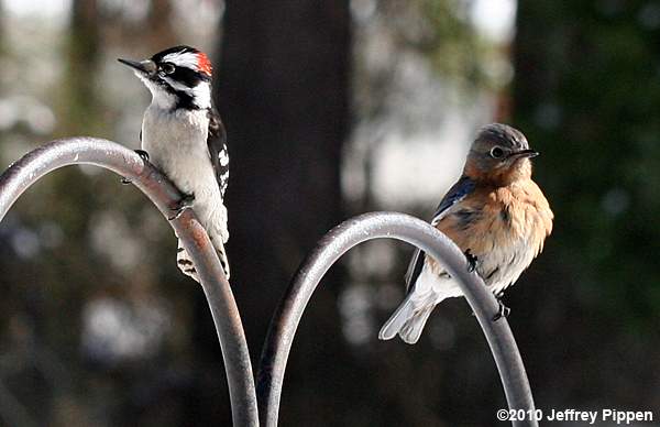 Downy Woodpecker and Eastern Bluebird