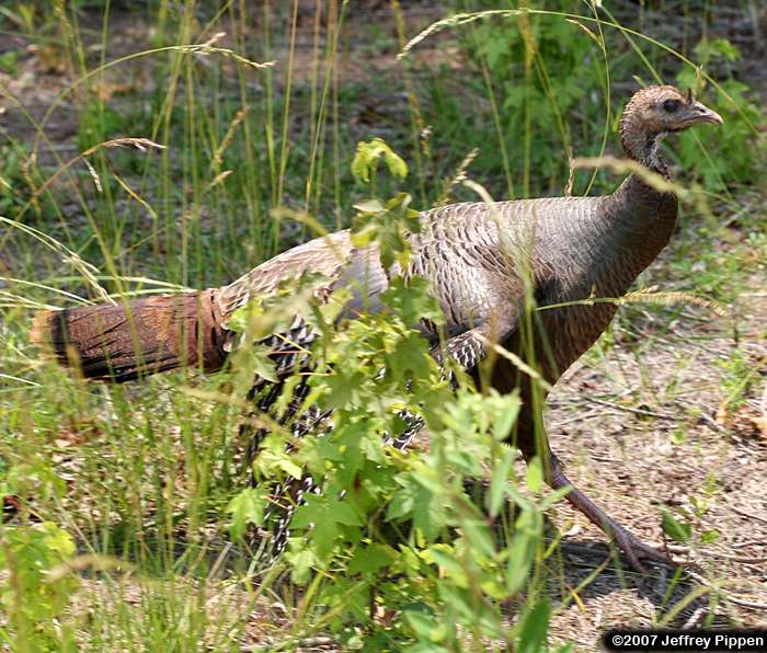 Wild Turkey (Meleagris gallopavo)