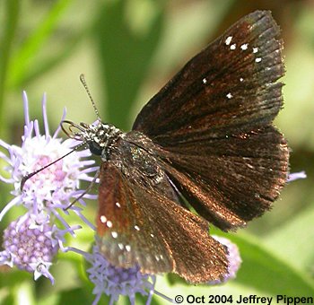 Common Sootywing (Pholisora catullus)