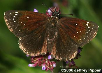 Common Sootywing (Pholisora catullus)