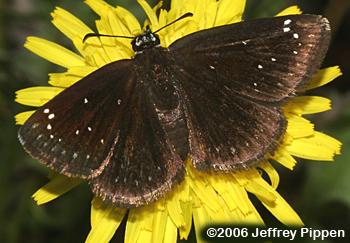 Common Sootywing (Pholisora catullus)