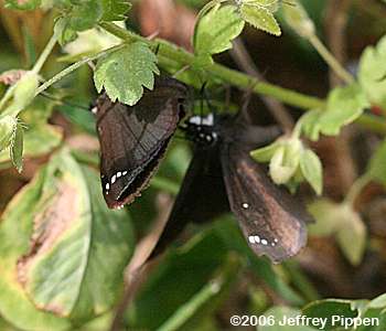 Common Sootywing (Pholisora catullus)