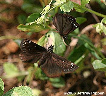 Common Sootywing (Pholisora catullus)