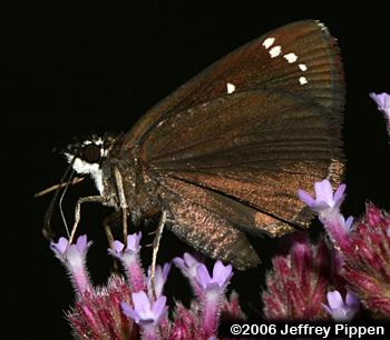 Common Sootywing (Pholisora catullus)