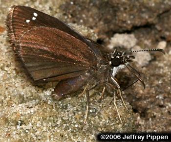 Common Sootywing (Pholisora catullus)