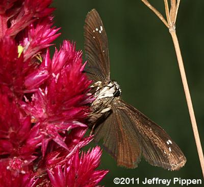 Common Sootywing (Pholisora catullus)