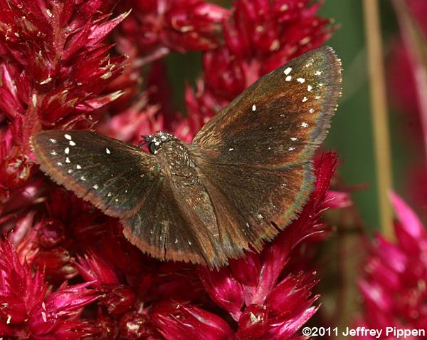 Common Sootywing (Pholisora catullus)
