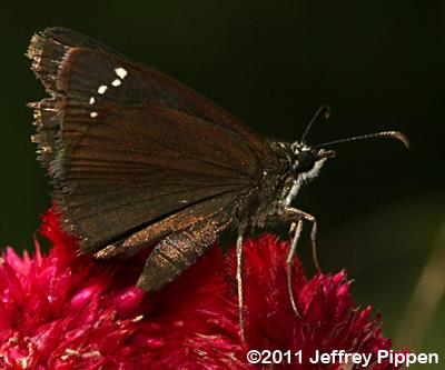 Common Sootywing (Pholisora catullus)