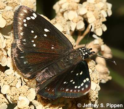 Common Sootywing (Pholisora catullus)