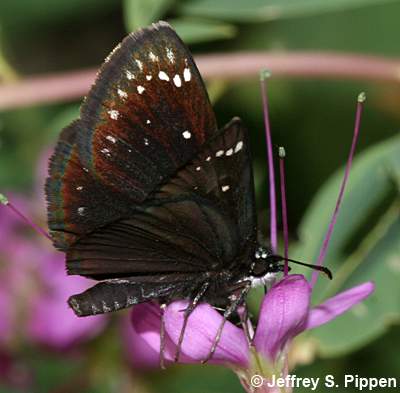 Common Sootywing (Pholisora catullus)