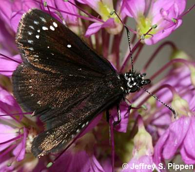 Common Sootywing (Pholisora catullus)