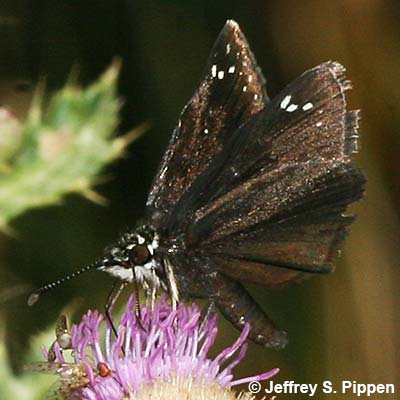 Common Sootywing (Pholisora catullus)