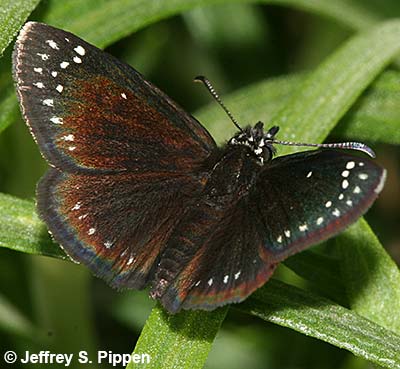 Common Sootywing (Pholisora catullus)