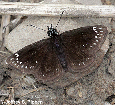 Common Sootywing (Pholisora catullus)