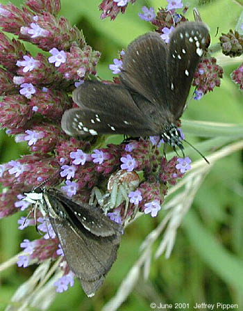 Common Sootywing (Pholisora catullus)