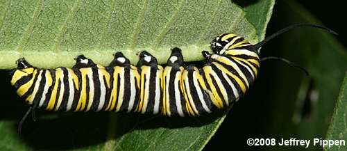 Monarch caterpillar (Danaus plexippus)