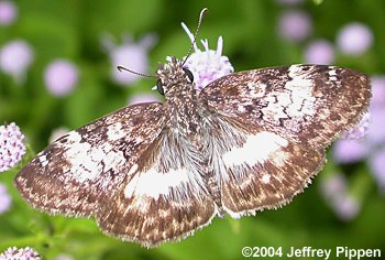 White-patched Skipper (Chiothion georgina)