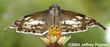 White-patched Skipper (Chiothion georgina)
