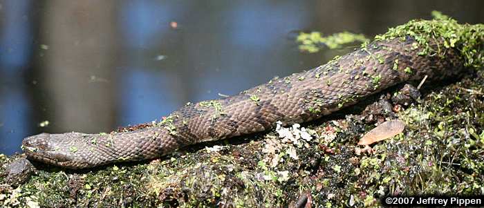 Brown Water Snake (Nerodia taxispilota)