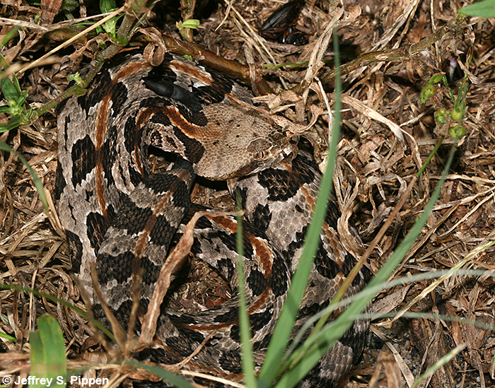 Timber (Canebrake) Rattlesnake (Crotalus horridus)