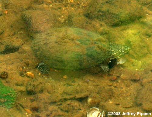Common Musk Turtle, Stinkpot (Sternotherus odoratus)