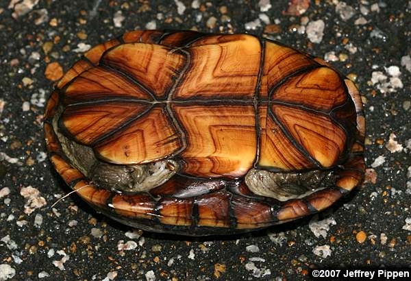 Eastern Mud Turtle (Kinosternun subrubrum)
