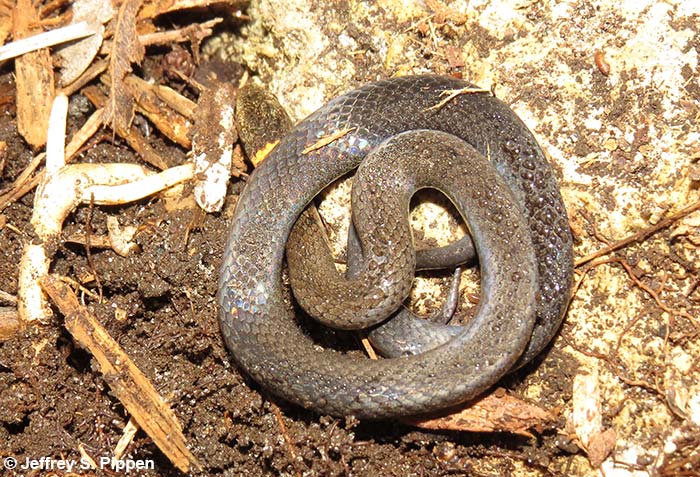 Southern Ring-necked Snake (Diadophis punctatus)