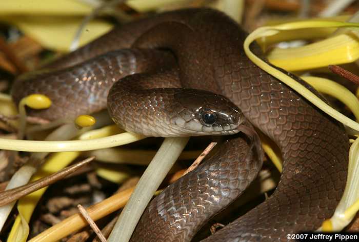 Smooth Earth Snake (Virginia valeriae)