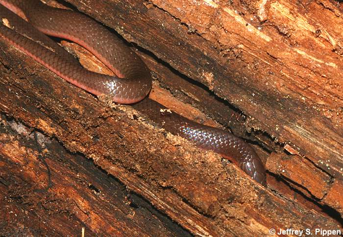 Worm Snake (Carphophis amoenus)