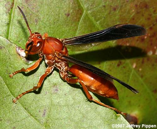 Red Paper Wasp (Polistes carolina)