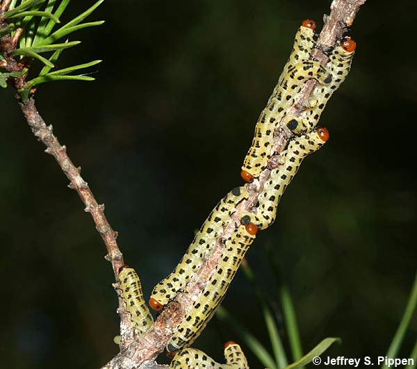 Redheaded Pine Sawfly (Neodiprion lecontei)