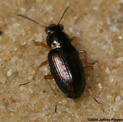 Bembidion ground beetle