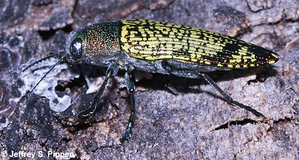 Confluent Wood-boring Beetle, Confluent Jewel Beetle (Buprestis confluens)