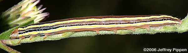 Striped Garden Caterpillar (Trichordestra legitima)
