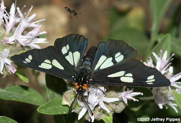 Wild Forget-me-not Moth (Gnophaela latipennis)