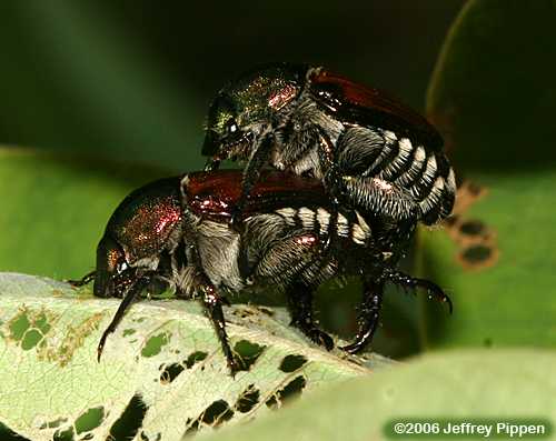 Japanese Beetle (Popillia japonica)