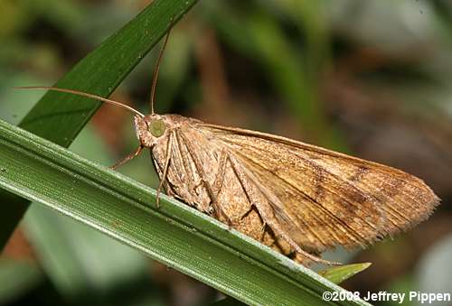 Vetch Looper Moth (Caenurgia chlorpha)