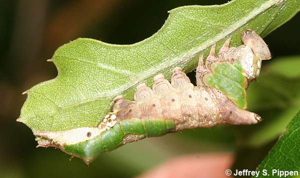 White-streaked Prominent, Lace-capped Caterpillar (Oligocentria lignicolor)