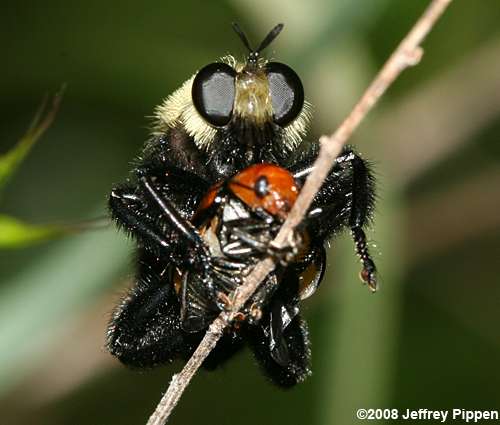 Robberfly (Laphria flavicollis)