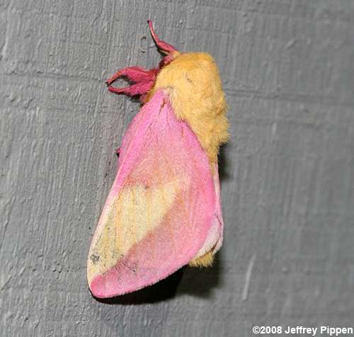 Rosy Maple Moth (Dryacampa rubicunda)