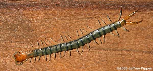 Centipede (Scolopendridae)