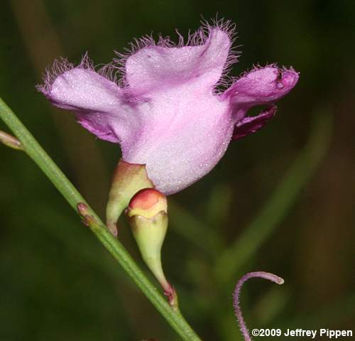 Scaleleaf False-Foxglove (Agalinis aphylla)