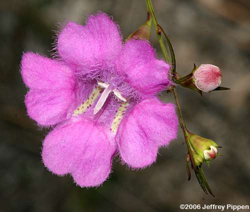 Pinebarren False Foxglove (Agalinis virgata)