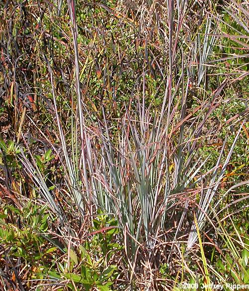 Andropogon (bluestem, broomsedge)
