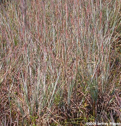 Andropogon (bluestem, broomsedge)
