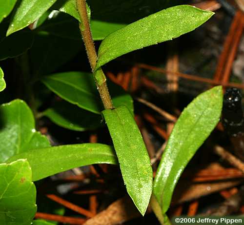 Slender Aster  (Eurybia compacta, Aster gracilis)