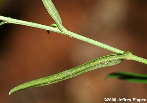 Narrowleaf Smooth Aster (Aster concinnus, Symphyotrichum laeve var. concinnum)