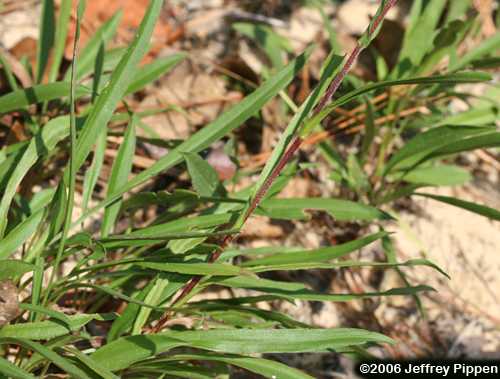 Southern Swamp Aster, Savannah Grass-leaved Aster (Eurybia paludosa)