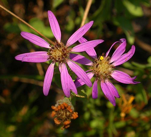 Late Purple Aster (Aster patens)