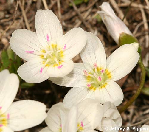 Western Spring Beauty, Lanceleaf Spring Beauty (Claytonia lanceolata)